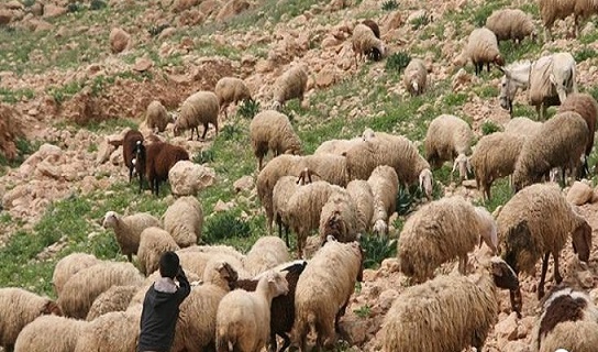 فظيع : الداخلية تنشر تفاصيل جريمة قتل الطفل الراعي بالمهدية  